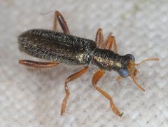 Lemidia subaenea