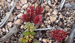 Sedum rubens