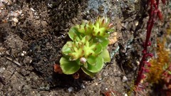 Phedimus stellatus