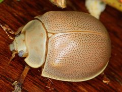 Paropsisterna crocata