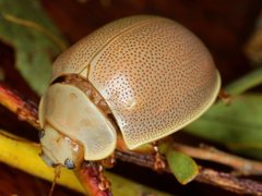 Paropsisterna crocata