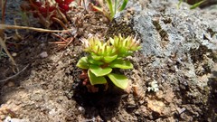 Phedimus stellatus