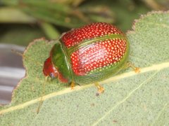 Paropsisterna simsoni