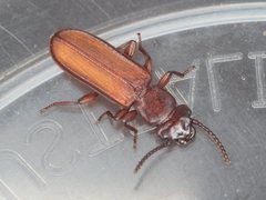 Platisus angusticollis