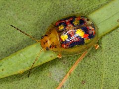 Paropsisterna gloriosa