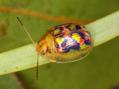 Paropsisterna gloriosa