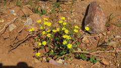 Senecio leucanthemifolius