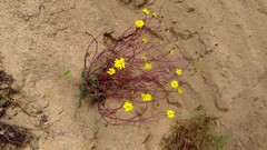 Senecio leucanthemifolius