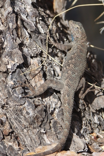 iNaturalist observation photo of Great Basin Fence Lizard