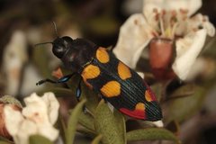 Castiarina gentilis