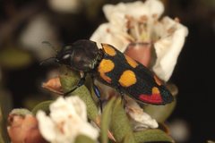 Castiarina gentilis