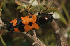 Castiarina atricollis