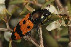 Castiarina atricollis