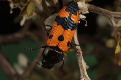 Castiarina atricollis