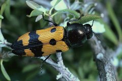 Castiarina atricollis
