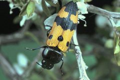 Castiarina atricollis