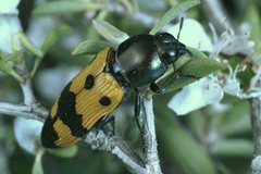 Castiarina atricollis