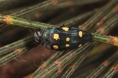 Astraeus pygmaeus