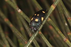Astraeus pygmaeus