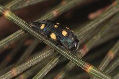Astraeus pygmaeus