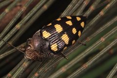 Astraeus crassus