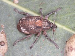 Oxyops fasciatus
