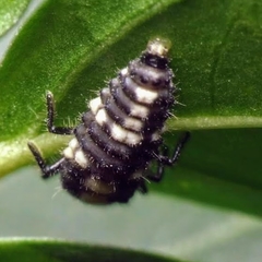 Oenopia formosana