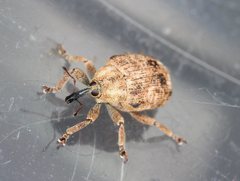Hyperinae