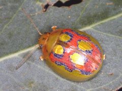 Paropsisterna nobilitata