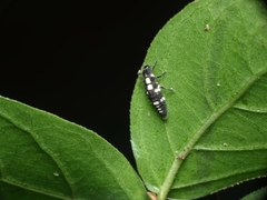 Oenopia formosana
