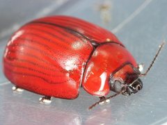 Paropsisterna rufobrunnea