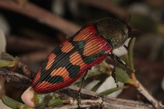 Castiarina triramosa