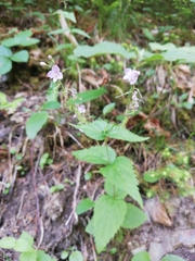 Veronica urticifolia