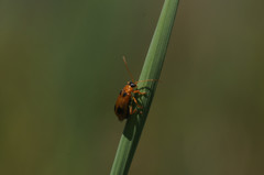 Phyllobrotica quadrimaculata