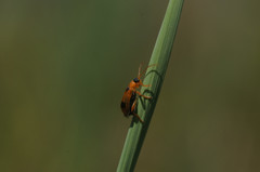 Phyllobrotica quadrimaculata