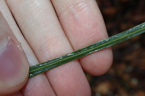 Image of Acacia willdenowiana by (c) Thomas Mesaglio, some rights reserved (CC BY)