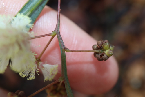 Image of Acacia willdenowiana by (c) Thomas Mesaglio, some rights reserved (CC BY)