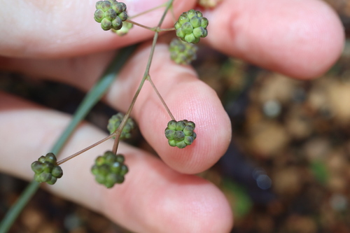 Image of Acacia willdenowiana by (c) Thomas Mesaglio, some rights reserved (CC BY)
