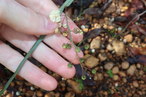 Image of Acacia willdenowiana by (c) Thomas Mesaglio, some rights reserved (CC BY)