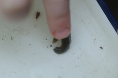 Haemopidae