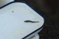 Haemopidae