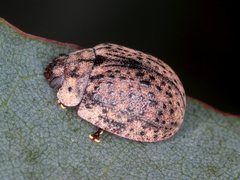 Trachymela pustulosa