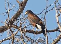Parabuteo unicinctus