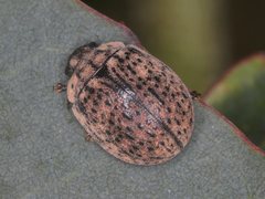 Trachymela pustulosa
