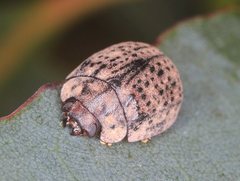 Trachymela pustulosa