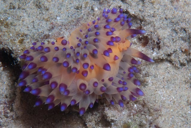 Harlequin Flame