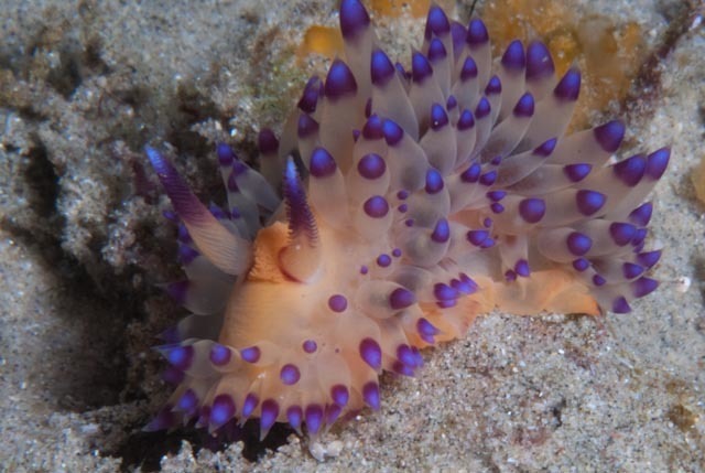 Harlequin Flame