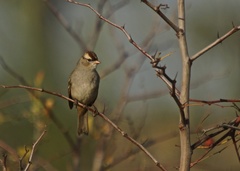 Zonotrichia leucophrys