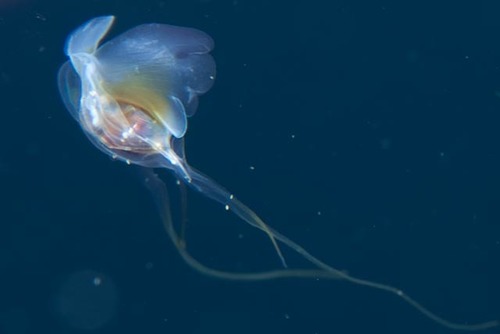 Cavoliniidae