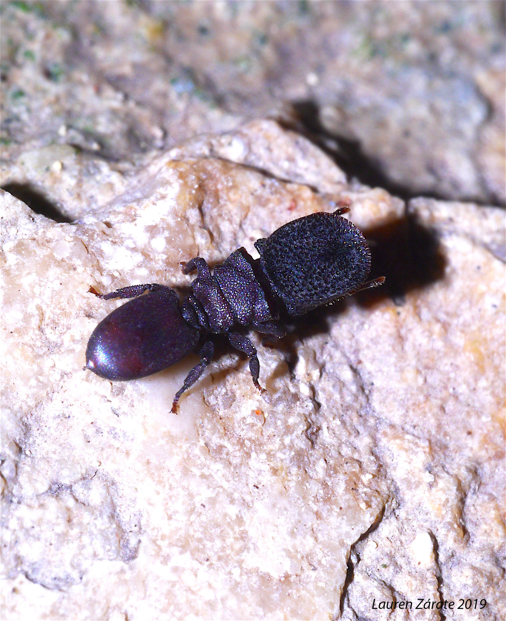 Cephalotes porrasi